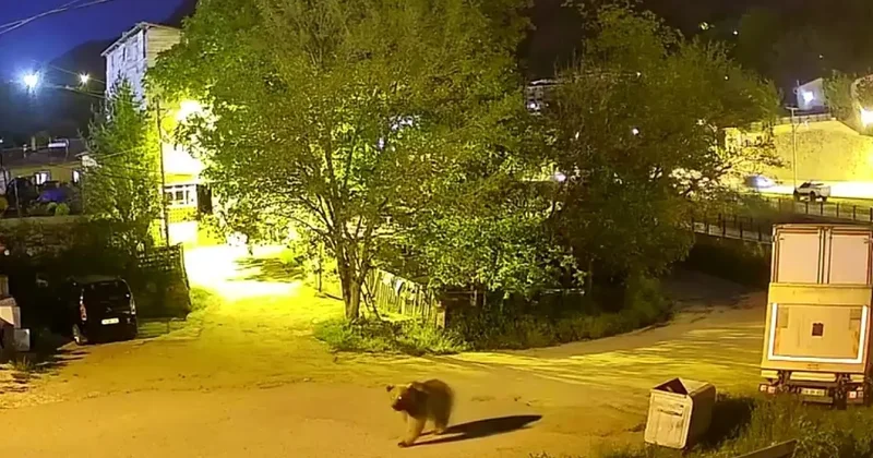 Gümüşhane’de şehir merkezinde yiyecek arayan ayı kamerada