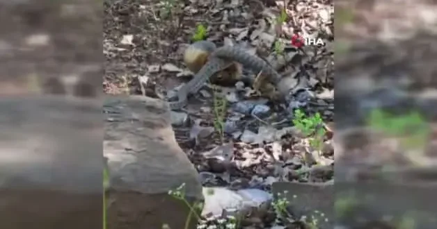 Tunceli de kocabaş yılan, sincabı avladı