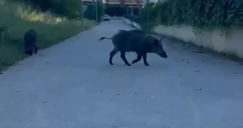 Domuzlar yerleşim yerine inerek yiyecek aradı