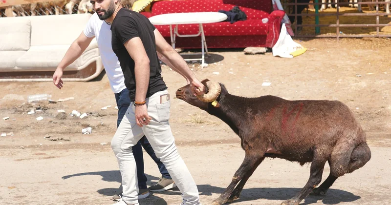 ‘Kurban’ klasikleri... Kaçan boğalar, yollarda kesimler, acemi kasaplar