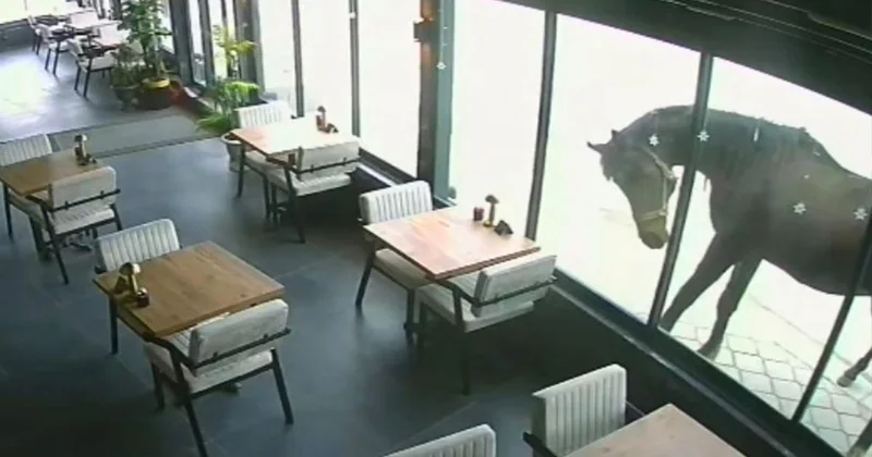 Yılkı Atları Kafede Cam Kırdı