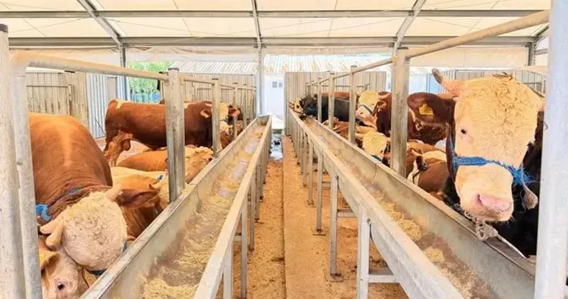 İstanbul İl Sağlık Müdürü Güner: Kurban kesimi sırasında 869 kişi yaralandı