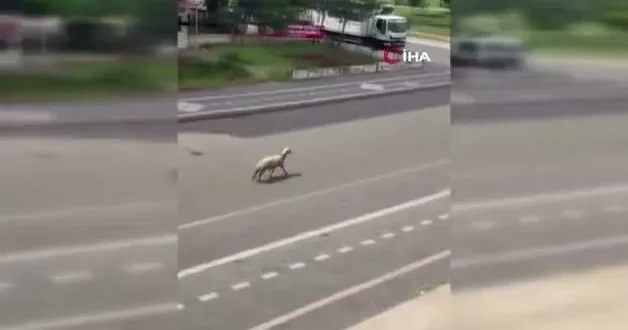 Kurbanlık koyun kaçtı, trafiğin altını üstüne getirdi...O anlar kamerada