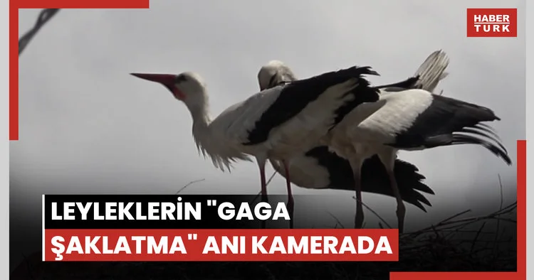 Leyleklerin gaga şaklatma anı kamerada