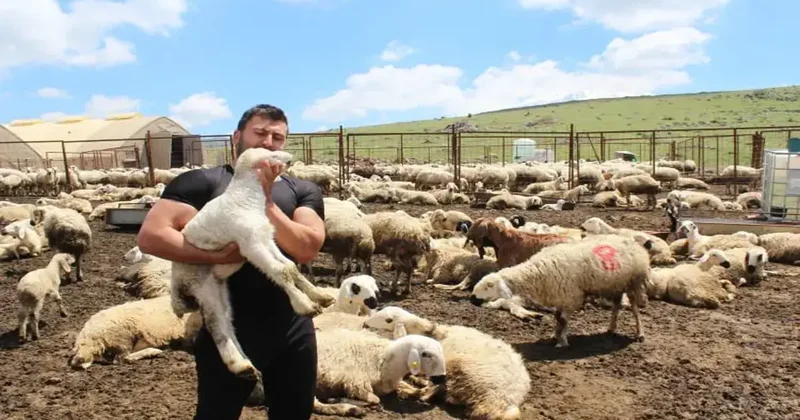 Köyüne döndü, 100 koyunu bin 300 çıkardı! Kimse başarısının süresine inanamıyor