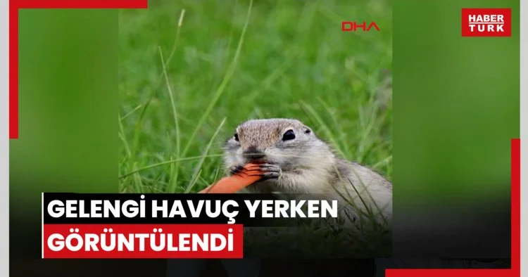 Gelengi havuç yerken görüntülendi