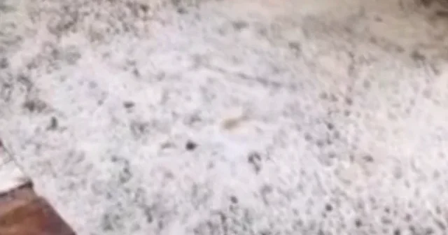 Mersin de dolu yağışı etkili oldu: Yerler beyaza büründü VİDEO İZLE