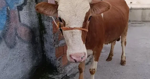 Kurbanlık boğa merdivenlerden çıkarıldı, terasta kesildi