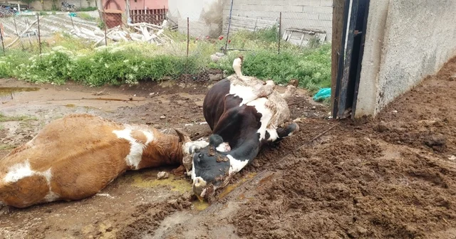 Niğde de yıldırım düşmesi sonucu iki inek telef oldu Niğde Haberleri