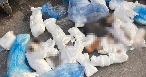İzmir haberleri İzmir de 33 kediyi öldüren veteriner tutuklandı! Başsavcının itirazı dikkat çekti 28 Mayıs 2026
