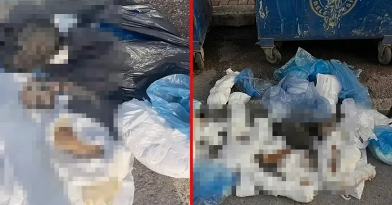 İzmir’de kedileri öldürüp poşete doldurmuştu! Cani veteriner davasında flaş gelişme