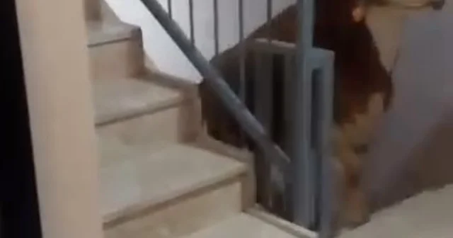 Kesmek için büyükbaş hayvanı 6 ıncı kata çıkardı Bursa Haberleri