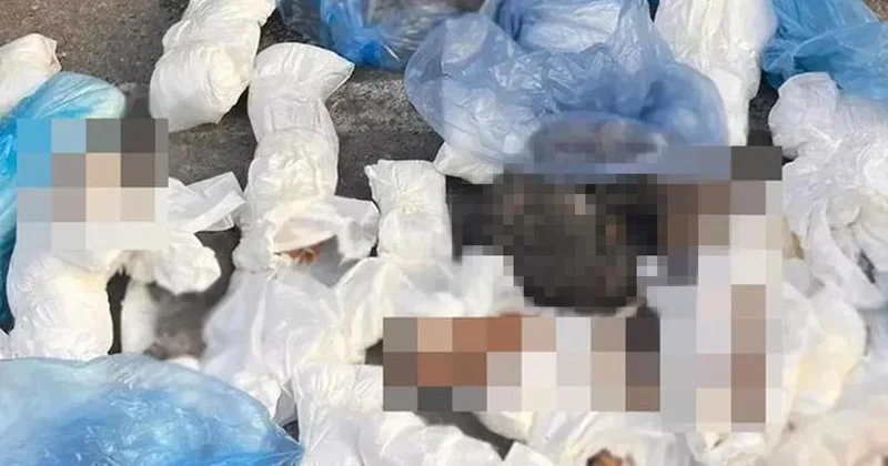 33 kediyi öldüren veteriner tutuklandı