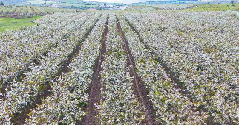 Çiçek açan kiraz ağaçlarının manzarası hayran bıraktı