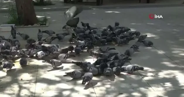 Bu bayramda eşini dostunu bıraktı, beslediği kuşlara koştu