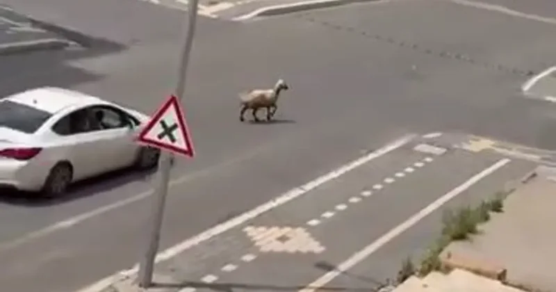 Diyarbakır’da kaçan kurbanlık trafiğin altını üstüne getirdi