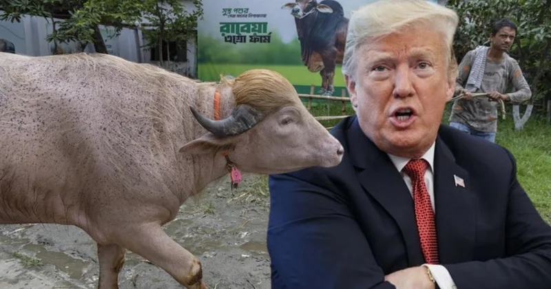 Bangladeş te Donald Trump lakaplı manda kesimden son anda kurtarıldı Sözcü Gazetesi