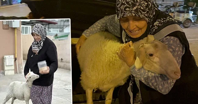 Evden kaçan kuzu son anda kurbanlık olmaktan kurtuldu: Teyzemin evcil hayvanıymış bu