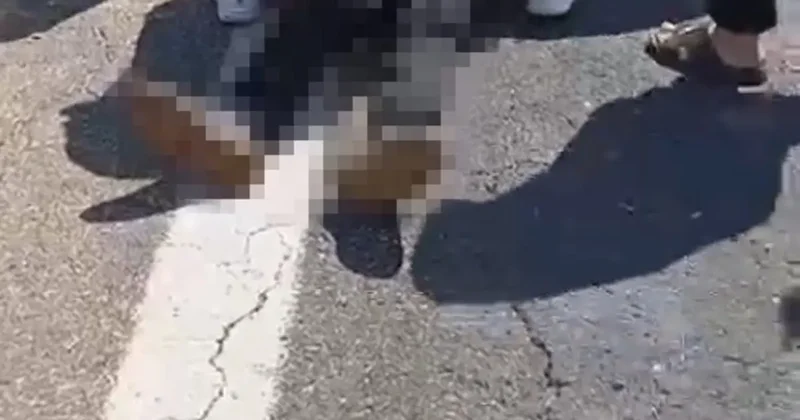 Şanlıurfa’da kurbanlık yüklü kamyonet devrildi: 1 ölü, 1 yaralı