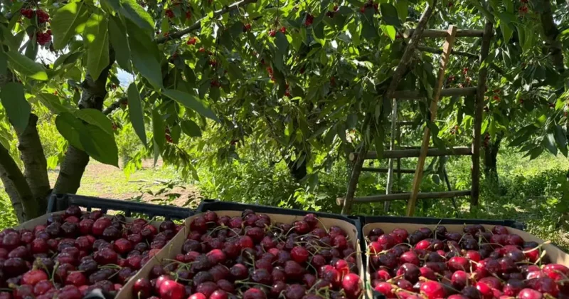 Fiyatlar geçen yıla göre düştü! Hasat başladı