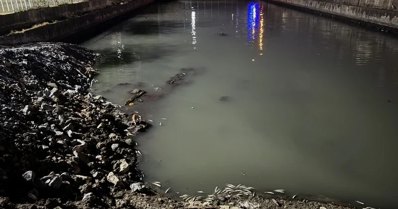 Bakırköy de dere yatağında ölen binlerce balık kıyıya vurdu