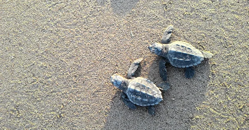 Alanya’da sahilde üzücü manzara: 2 caretta caretta ölü bulundu