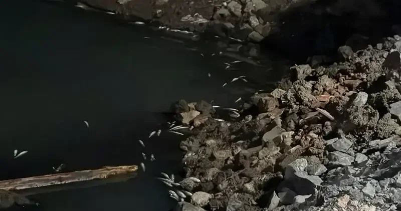 Bakırköy Çırpıcı Deresi’nde toplu balık ölümü