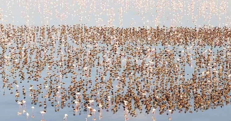 Flamingo rekoru: 12 bin 800 yeni yavru kuluçkadan çıktı