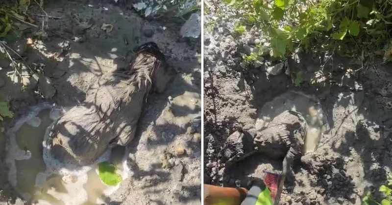Yavru köpek mikserden dökülen betonun altında kaldı Sözcü Gazetesi