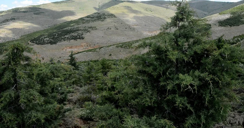 Çanakkale de orman yangını riski nedeniyle biçerdöver kullanımı kısıtlandı