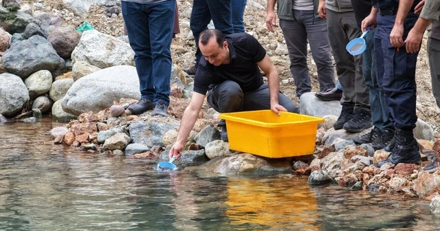 Artvin de 30 bin kırmızı benekli alabalık yavrusu derelerle buluştu Artvin Haberleri Habertürk Yerel Haberler