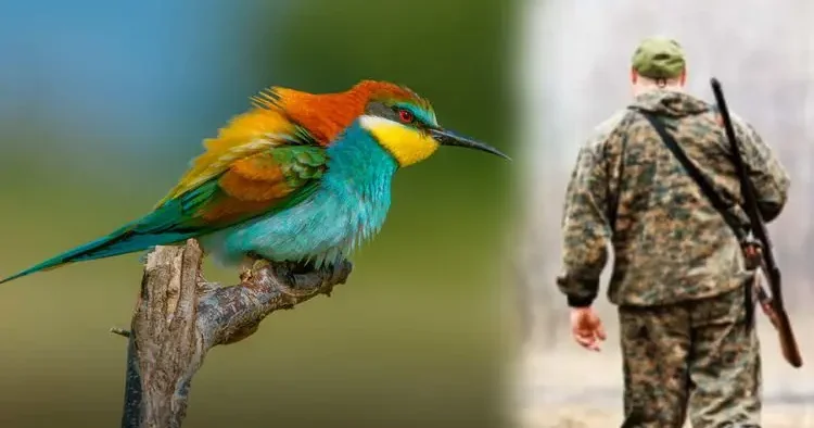 Yazın gelen misafirlere dokunmanın bedeli ağır! Tek bir kuş için 145 bin liraya kadar ceza