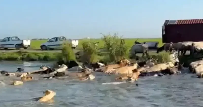 Adacıkta mahsur kalan inekler yüzdürülerek tahliye edildi; o anlar kamerada