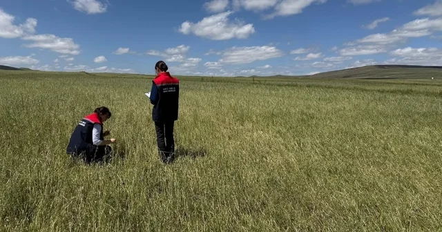 Kars ta doğal afet sonrası seferberlik: Tarım ekipleri hasar tespiti için sahada Kars Haberleri Habertürk Yerel Haberler