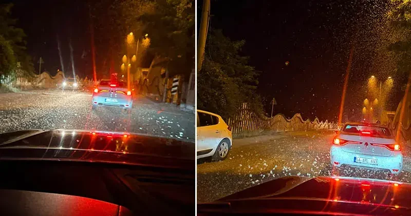Sakarya da milyonlarca kelebeğin ölüm dansı