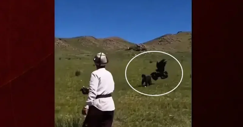 Hedefini şaşıran kaya kartalı köpeği avlamak istedi
