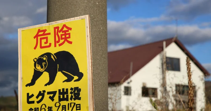 Japonya da ayı saldırılarına karşı toplu itlaf: 14 binden fazla ayı öldürüldü