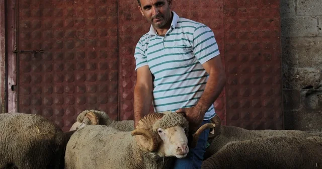 Milyonluk yerli koçun erkek üçüz yavrusu oldu Bursa Haberleri Habertürk Yerel Haberler