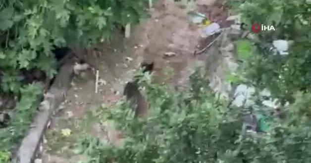 Bahçeye giren ayı paniğe yol açtı