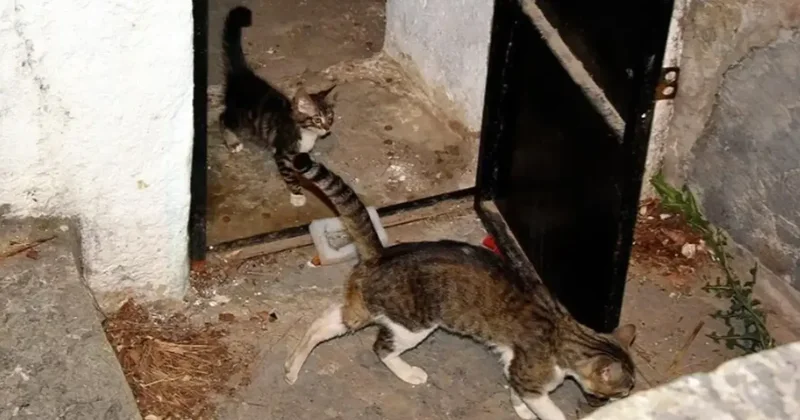 Şanlıurfa da sarnıca düşen kedi yavrusu kurtarıldı
