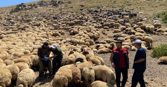Şırnak ta veteriner hekimlerden yaylalarda sağlık taraması ve eğitim seferberliği Şırnak Haberleri Habertürk Yerel Haberler