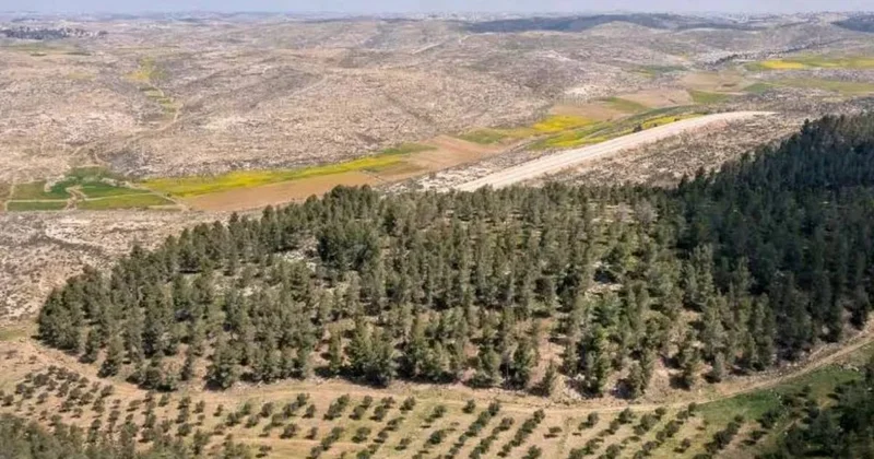 Çölün ortasına diktikleri 4 milyon ağaç 65 yıl sonra pişman etti Sözcü Gazetesi