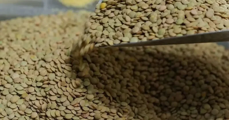 TMO yeşil mercimek alımına dair esasları açıkladı