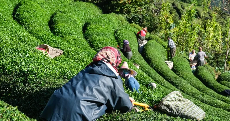ÇAYKUR da ikinci sürgün yaş çay alımları bugün tamamlanıyor! Üçüncü alım tarihi belli oldu