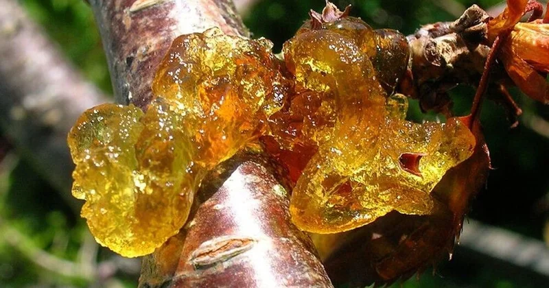 Ağaçlarda görülen bu yapışkan madde kabus oluyor Sözcü Gazetesi