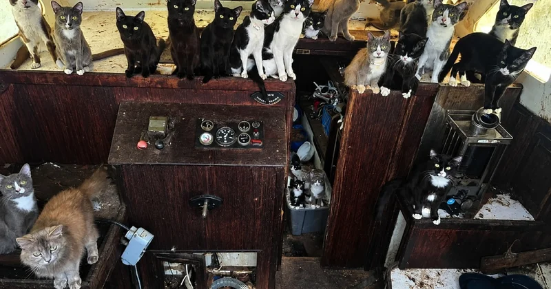 Ekipler gördüklerine inanamadı: Terk edilmiş teknede 60 kedi bulundu Sözcü Gazetesi