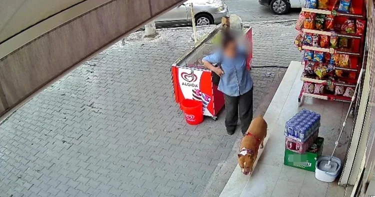 İzmir de tasmasız pitbull dehşeti: Köpeğini korumak isterken parmağından oldu