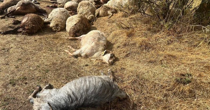Güroymak ta yıldırım: 36 koyun telef oldu
