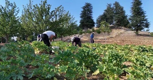 Deprem sonrası hayatını yeniden inşa etti, köyüne döndü: Şimdi kabak yetiştiriyor Kahramanmaraş Haberleri Habertürk Yerel Haberler