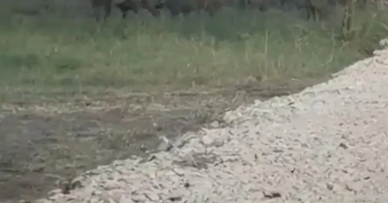 İznik Gölü sahil yoluna inen yaban domuzu sürüsü kamerada